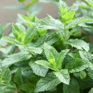 Mixed Mint Live Plant Set - 3 Varied Mint Herbs 4-6 Inches Tall for Culinary & Garden Use - Image 9