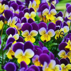 Mixed Pansy Live Plant – Vibrant Perennial Flowers, 3-5 Inches Tall, Outdoor - Image 2