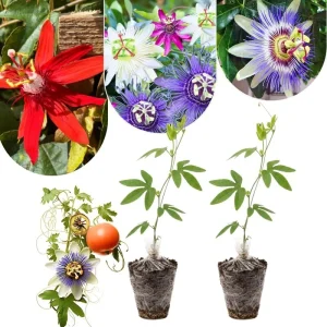Mixed Passion Flower Live Plant Set – 2 Hardy Passiflora Vines, 4-8