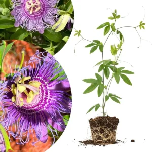 Mixed Passion Flower Live Plant Set – 2 Hardy Passiflora Vines, 4-8
