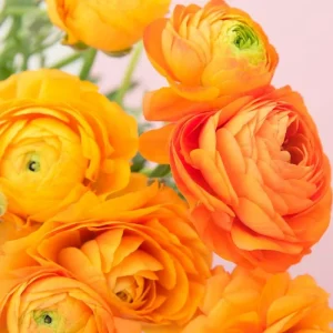 Mixed Ranunculus Flower Bulbs - 25 Count for Spring Planting, Zones 3-11 - Image 10