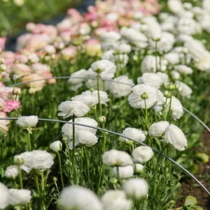 Mixed Ranunculus Flower Bulbs - 25 Count for Spring Planting, Zones 3-11 - Image 3