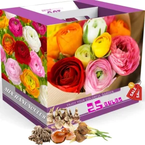 Mixed Ranunculus Flower Bulbs - 25 Count for Spring Planting, Zones 3-11 - Image 7