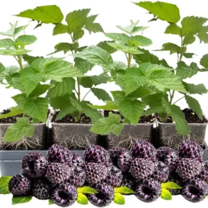 Mixed Raspberry Plants Live - 4 Pack, 5-9 Inch Tall, Fruit Trees for Outdoor Growing - Image 2