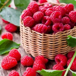 Mixed Raspberry Plants Live - 4 Pack, 5-9 Inch Tall, Fruit Trees for Outdoor Growing - Image 3