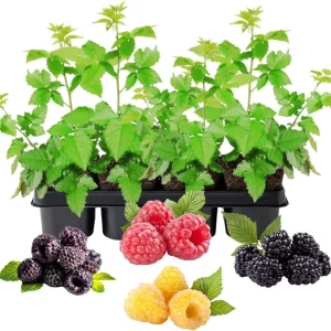 Mixed Raspberry Plants Live - 4 Pack, 5-9 Inch Tall, Fruit Trees for Outdoor Growing - Image 4