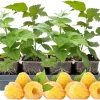 Mixed Raspberry Plants Live - 4 Pack, 5-9 Inch Tall, Fruit Trees for Outdoor Growing - Image 1