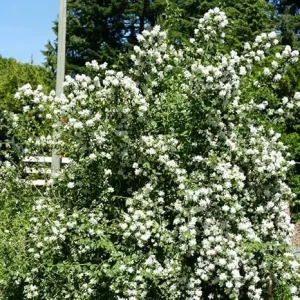 Mock Orange Bush Live Plant - Sweet Fragrant Philadelphus Shrub, 5-8 Inch Tall - Image 2