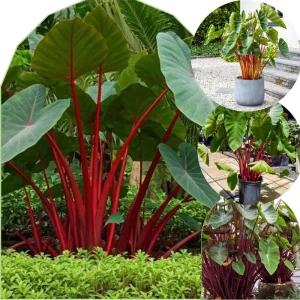 Mojito Colocasia Live Plant - Alocasia Elephant Ear, 4-6