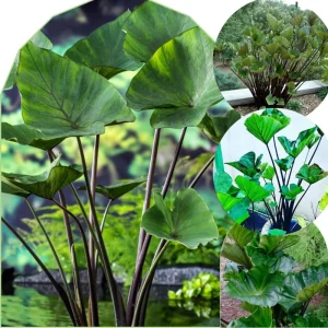 Mojito Colocasia Live Plant - Alocasia Elephant Ear, 4-6