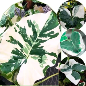 Mojito Colocasia Live Plant - Alocasia Elephant Ear, 4-6