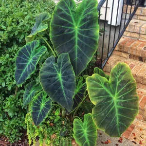 Mojito Colocasia Live Plant - Alocasia Elephant Ear, 4-6