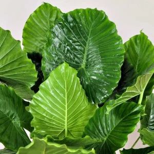 Mojito Colocasia Live Plant - Alocasia Elephant Ear, 4-6