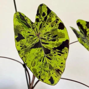 Mojito Colocasia Live Plant – Elephant Ear Taro – 5-9 Inches Tall – Indoor/Outdoor - Image 4