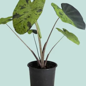 Mojito Colocasia Live Plant – Elephant Ear Taro – 5-9 Inches Tall – Indoor/Outdoor - Image 6