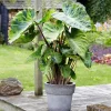 Mojito Colocasia Live Plant – Elephant Ear Taro – 5-9 Inches Tall – Indoor/Outdoor - Image 1
