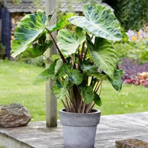 Mojito Colocasia Live Plant – Elephant Ear Taro – 5-9 Inches Tall – Indoor/Outdoor - Image 1