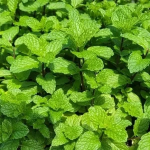 Mojito Mint Live Plant Set – 4 Fresh Herb Starter Plants, 4-7 Inch Tall, Culinary Garden Ready - Image 5