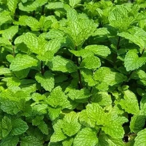 Mojito Mint Live Plant Set – 4 Fresh Herb Starter Plants, 4-7 Inch Tall, Culinary Garden Ready - Image 7