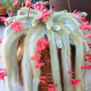 Monkey Tail Cactus Live Plant – 10-15 Inch Bare Root Rare Succulent for Hanging Baskets - Image 3