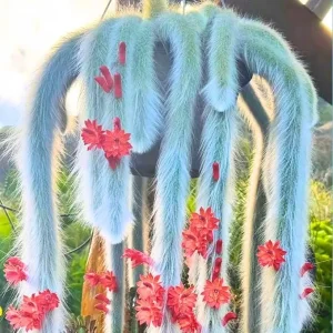 Monkey Tail Cactus Live Plant – Rare Succulent – 5-8 Inch Bareroot – Indoor/Outdoor - Image 3