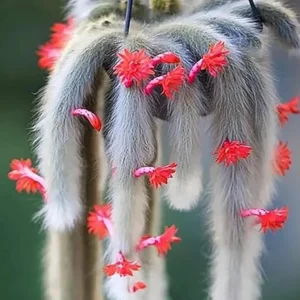 Monkey Tail Cactus Live Plant - Rare Trailing Indoor Houseplant, 3-6 Inch Tall - Image 4