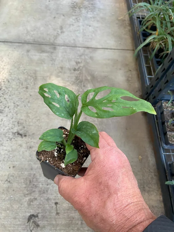 Monstera Adansonii Live Plant - Swiss Cheese Plant - Indoor Houseplant - Image 2