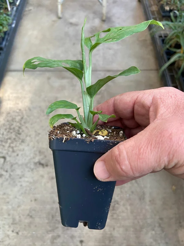 Monstera Adansonii Live Plant - Swiss Cheese Plant - Indoor Houseplant - Image 3