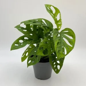 Monstera Adansonii Live Plant – Swiss Cheese Vine – 5-8 Inch Tall Indoor Houseplant - Image 2