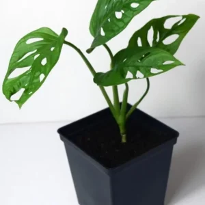 Monstera Adansonii Live Plant – Swiss Cheese Vine – 5-8 Inch Tall Indoor Houseplant - Image 3