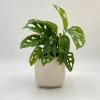 Monstera Adansonii Live Plant – Swiss Cheese Vine – 5-8 Inch Tall Indoor Houseplant - Image 1