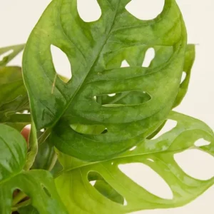 Monstera Adansonii Live Plant – Swiss Cheese Vine – 5-8 Inch Tall Indoor Houseplant - Image 6