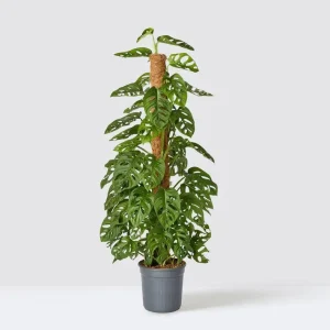 Monstera Adansonii Live Plant – Swiss Cheese Vine – 5-8 Inch Tall Indoor Houseplant - Image 7