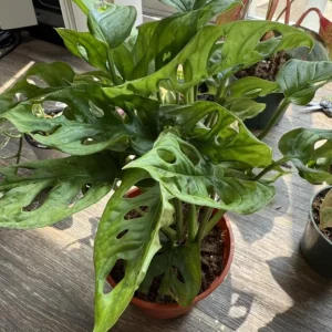 Monstera Adansonii Live Plant – Swiss Cheese Vine – 5-8 Inch Tall Indoor Houseplant - Image 8