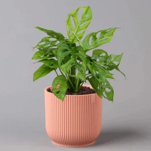 Monstera Adansonii Live Plant – Swiss Cheese Vine – 5-8 Inch Tall Indoor Houseplant - Image 9