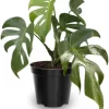 Monstera Live Plant - Constellation Variegated - 4-7'' Tall - Indoor/Outdoor - Image 1