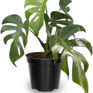 Monstera Live Plant - Constellation Variegated - 4-7'' Tall - Indoor/Outdoor - Image 1