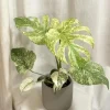 Monstera Mint Live Plant - Variegated Tropical Houseplant, 4-6 Inch Tall - No Pot - Image 1