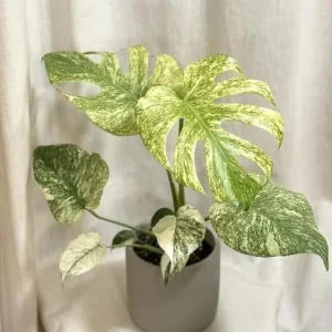 Monstera Mint Live Plant - Variegated Tropical Houseplant, 4-6 Inch Tall - No Pot - Image 1