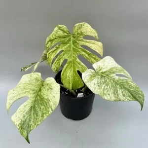 Monstera Mint Live Plant - Variegated Tropical Houseplant, 4-6 Inch Tall - No Pot - Image 2