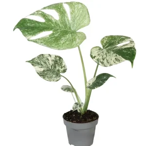 Monstera Mint Live Plant - Variegated Tropical Houseplant, 4-6 Inch Tall - No Pot - Image 3