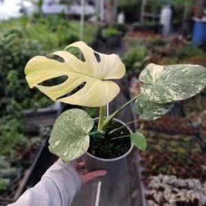 Monstera Mint Live Plant - Variegated Tropical Houseplant, 4-6 Inch Tall - No Pot - Image 4