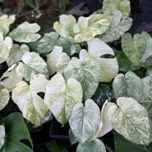 Monstera Mint Live Plant - Variegated Tropical Houseplant, 4-6 Inch Tall - No Pot - Image 5