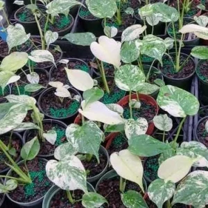 Monstera Mint Live Plant - Variegated Tropical Houseplant, 4-6 Inch Tall - No Pot - Image 6