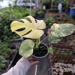 Monstera Mint Live Plant - Variegated Tropical Houseplant, 4-6 Inch Tall - No Pot - Image 7