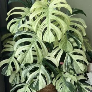 Monstera Mint Live Plant - Variegated Tropical Houseplant, 4-6 Inch Tall - No Pot - Image 8