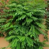 Moringa Oleifera Live Plant 4" Potted - Fast-Growing Tree for Outdoor Gardens - Image 1