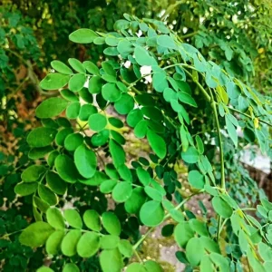 Moringa Oleifera Live Plant – Drumstick Tree – 6-8 inch Tall – Potted - Image 2