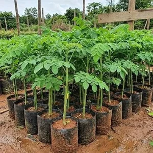 Moringa Oleifera Tree Live Plant - 9 Months Old, Potted, Outdoor - Image 1