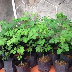 Moringa Oleifera Tree Live Plant – Malunggay Plant in Pot – Well-Rooted Drumstick Tree – 9 Months Old – Outdoor Grown - Image 3